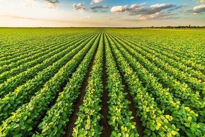 Is Farm Land a Commodity or Family Heirloom?